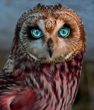 owl ינשופי לילה