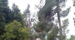 התנדבות בכייף: עובדי נען-דן ג'יין יצאו ליום כייף של תרומה לקהילה יום כייף: עובדי נען-דן גיין ובני הנוער